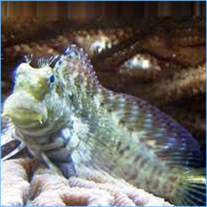 Sailfin Blenny or Lawnmower Blenny