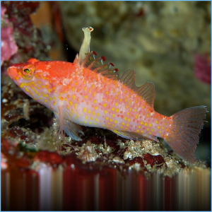 Altipinnatus Anthias