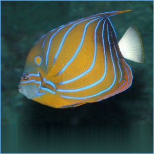 Annularis Angelfish or Blue Ring Angelfish