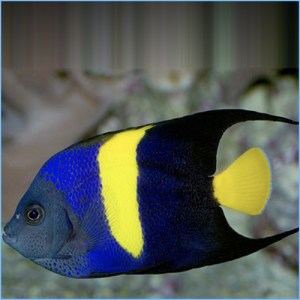 Arabian Angelfish or Asfur AngelFish