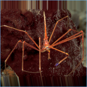 Arrow Crab or Spider Crab