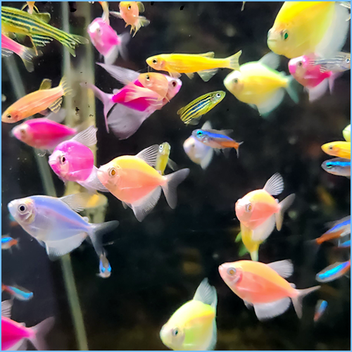 Assorted GloFish (Tetra, Neon, Black Molly, Danio) Assorted Glo-Fish