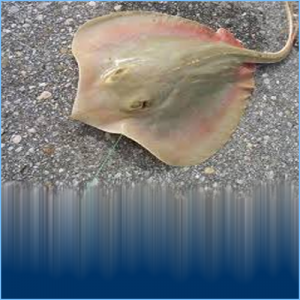Atlantic Stingray