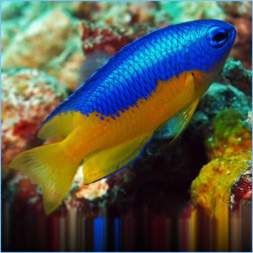 Bali Golden Yellow Belly Damselfish Bali Golden Yellow Belly Damselfish