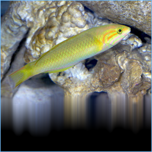 Banana Wrasse Fish or Yellow Brown Wrasse 1 Banana Wrasse Fish or Yellow Brown Wrasse