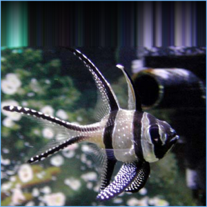 Banggai Cardinalfish or Kaudern's Cardinal