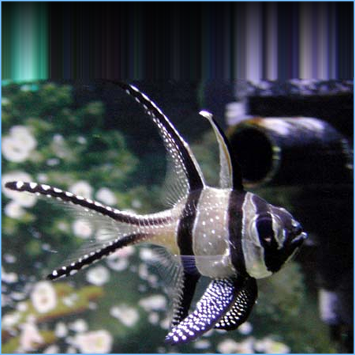Banggai Cardinalfish or Kaudern's Cardinal Banggai Cardinalfish or Kaudern's Cardinal