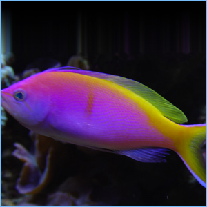 Bartlett's Anthias or Bartlett's Fairy Bass