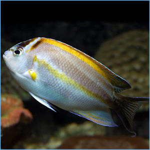 Bellus Angelfish Male