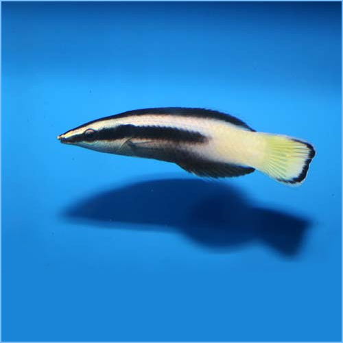 BiColor Cleaner Wrasse or BiColored Cleanerfish Bi-Color Cleaner Wrasse