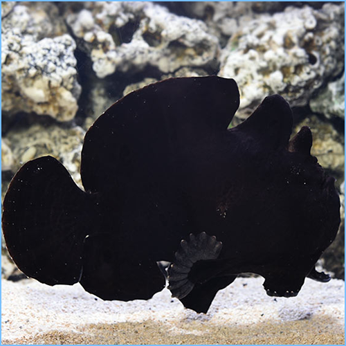 Black Anglerfish Black Anglerfish