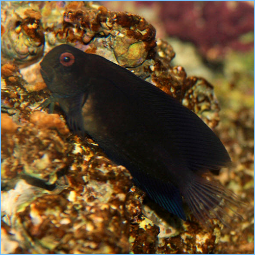 Black Combtooth Blenny or Namive's Blenny Black Combtooth Blenny or Namive's Blenny
