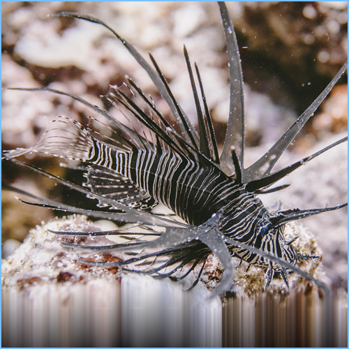 lionfish for sale petco