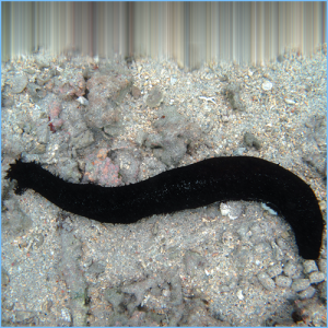 Black Sea Cucumber