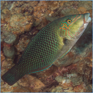 Blackeye Thicklip Wrasse or Half-and-Half Wrasse