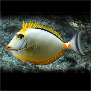 Blonde Naso Tang Fish