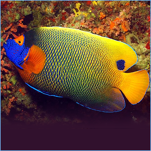 Blue Face Angelfish 1 Blue Face Angelfish