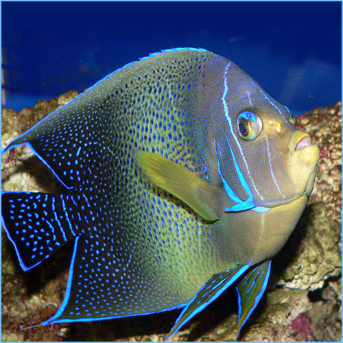 Blue Koran Angelfish or Semicircle Angelfish 1 Blue Koran Angelfish or Semicircle Angelfish Adult