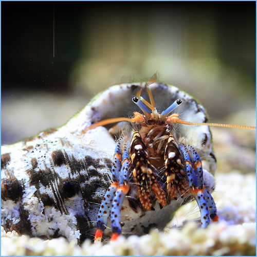 Blue Leg Hermit Crab or Tricolor Hermit Crab Blue Leg Hermit Crab or Tricolor Hermit Crab