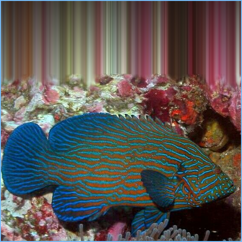 freshwater grouper for sale