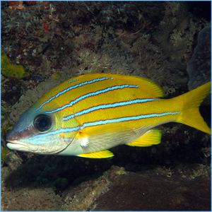 Blue-Line Snapper Fish or Bluestripe Snapper