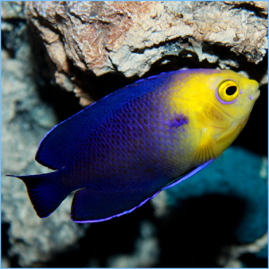 Blue Pygmy Angelfish
