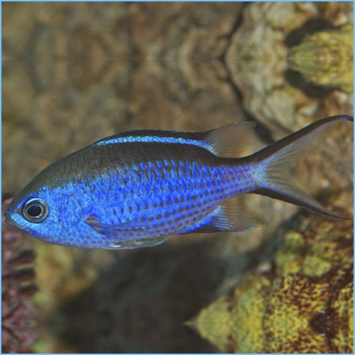 Blue Reef Chromis or Blue Chromis Damselfish Blue Reef Chromis