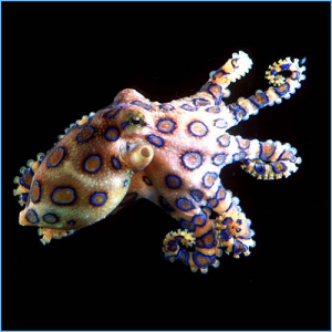small octopus pet