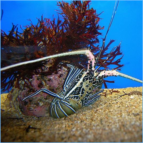 Blue Spiny Lobster or Painted Rock Lobster Blue Spiny Lobster or Painted Rock Lobster