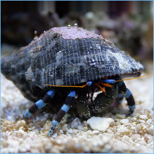 Blue Striped Hermit Crab Blue Stripe Hermit Crab
