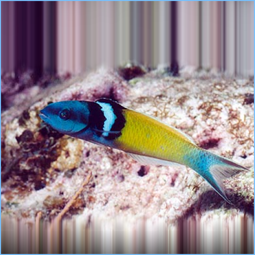 Bluehead Wrasse Fish or Blue-Headed Wrasse Bluehead Wrasse Fish or Blue-Headed Wrasse