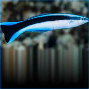 Bluestreak Cleaner Wrasse