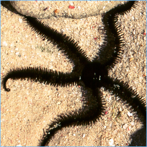 Brittle Stars or Serpent Stars