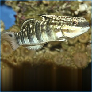 Bullet Goby or Brown Barred Goby