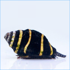 Bumble Bee Snail