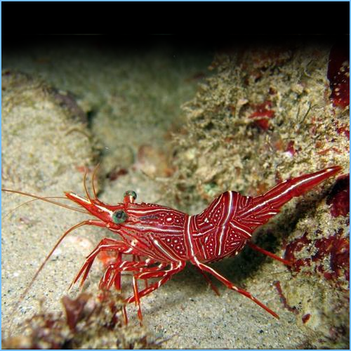 Camelback Shrimp or Dancing Shrimp 1 Camelback Shrimp or Dancing Shrimp