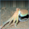 Filefish Snack Caribbean Octopus | Pete's Aquariums And Fish