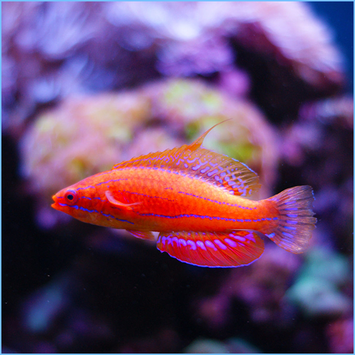 Carpenter's Flasher Wrasse Carpenter's Flasher Wrasse