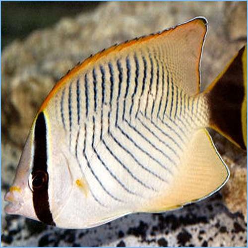 Chevron Butterflyfish or Triangulate Butterflyfish 1 Chevron Butterflyfish or Triangulate Butterflyfish