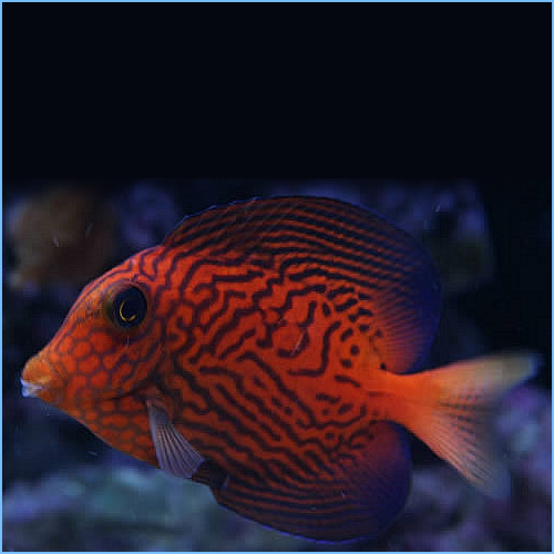 Chevron Tang Fish or Hawaiian Bristletooth Fish Chevron Tang Fish