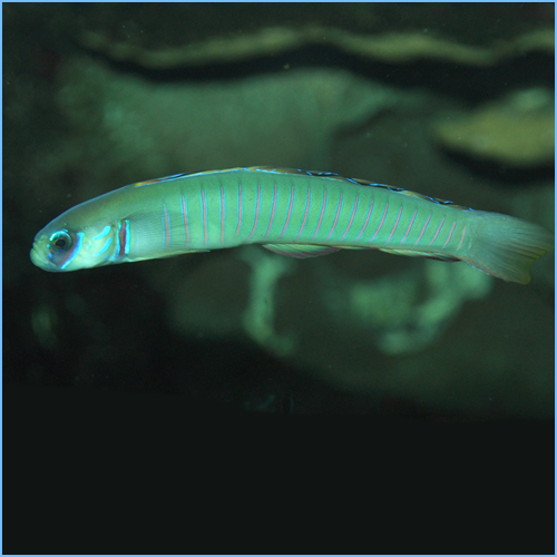 Chinese Zebra Goby or Zebra Dart Goby Chinese Zebra Goby or Zebra Dart Goby