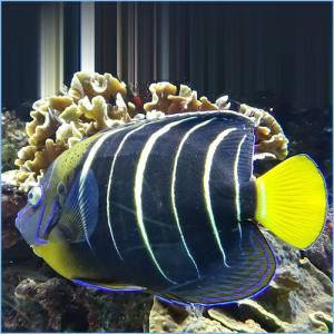 Chrysurus Angelfish or Goldtail Angelfish
