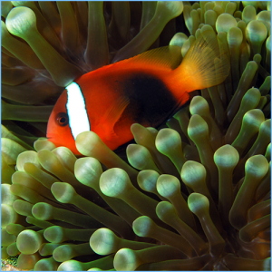 Cinnamon Clownfish
