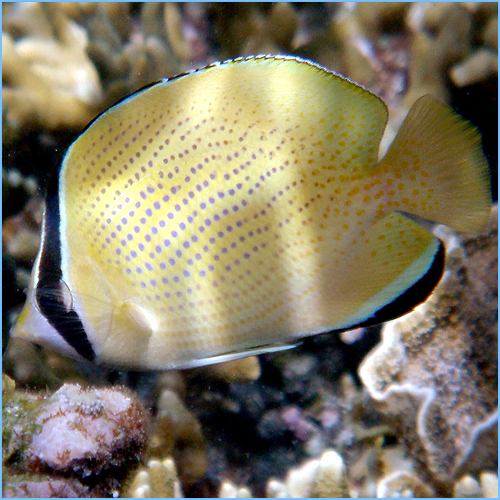 Citron Butterflyfish or Speckled Butterflyfish Citron Butterflyfish or Speckled Butterflyfish