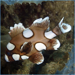 Clown Sweetlips or Harlequin Sweetlips Fish