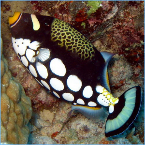 exotic saltwater fish