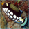 Filefish Snack Clown Trigger Fish | Pete's Aquariums And Fish