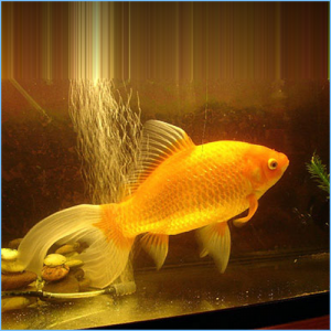 Comet-Tailed Goldfish or Comet Goldfish