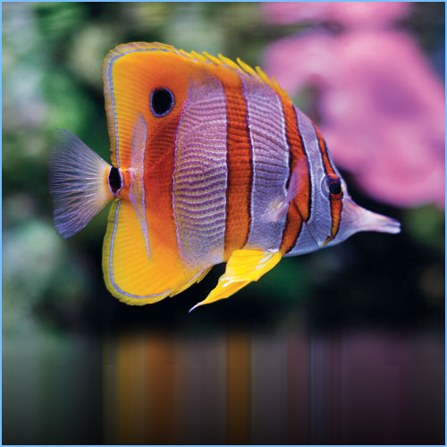 Copperband Butterflyfish or Beaked Coral Fish Copperband Butterflyfish or Beaked Coral Fish