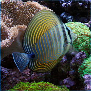 Desjardin Sailfin Tang or Red Sea Sailfin Tangfish